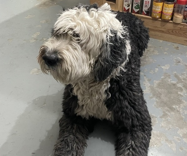 Medium Photo #1 Old English Sheepdog Puppy For Sale in MESICK, MI, USA