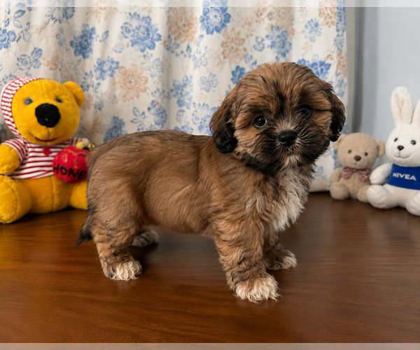 Medium Photo #18 Lhasa Apso Puppy For Sale in DURHAM, CT, USA