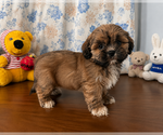 Small #17 Lhasa Apso