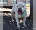 Small American Staffordshire Terrier