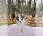 Puppy Minnie Pomsky