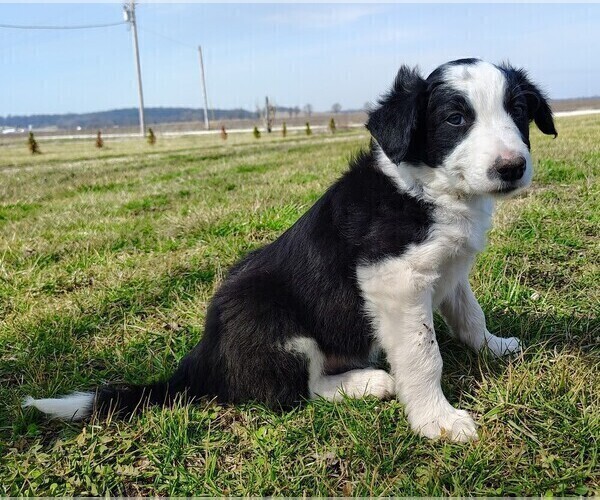 Medium Photo #9 Border Collie Puppy For Sale in NORBORNE, MO, USA