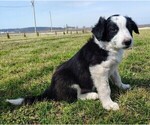 Small #8 Border Collie