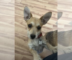 Tilly - Female Chihuahua-Unknown Mix Dog for Adoption - Photo #2