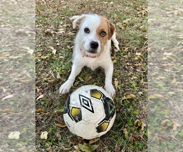 Medium Photo #2 Jack Russell Terrier-Unknown Mix Puppy For Sale in Germanton, TN, USA