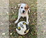 Small #1 Jack Russell Terrier Mix
