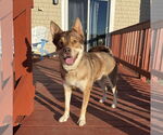 Small #4 Siberian Husky Mix