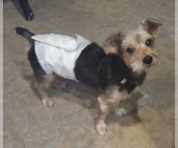 Medium Photo #2 Mutt Puppy For Sale in Spring, TX, USA