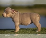 Small Photo #5 American Bully Puppy For Sale in ARLINGTON, TX, USA