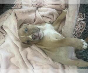 American Pit Bull Terrier Dogs for adoption in Olathe, KS, USA