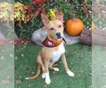 Small #1 American Pit Bull Terrier Mix