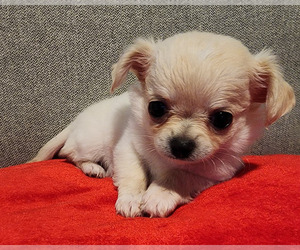 Chihuahua Puppy for sale in JACKSONVILLE, FL, USA