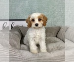 Small #1 Cavapoo