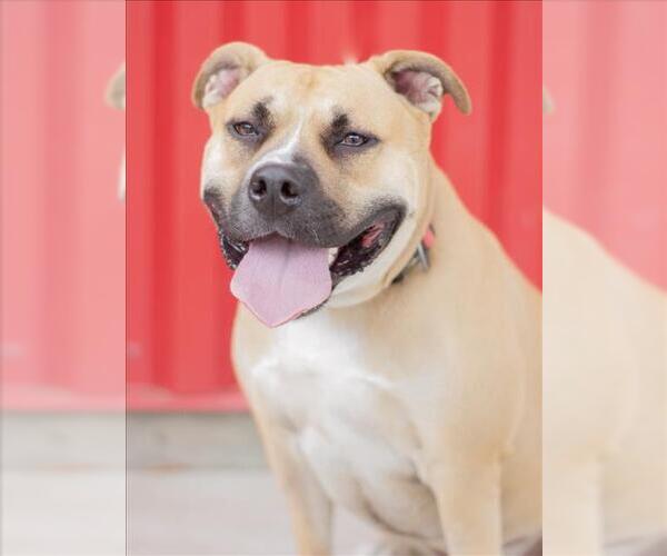 Medium Photo #3 American Pit Bull Terrier Puppy For Sale in Tracy, CA, USA