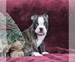 Small Photo #4 Boston Terrier Puppy For Sale in PORT ROYAL, PA, USA
