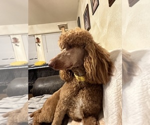 Mother of the Poodle (Standard) puppies born on 01/12/2025