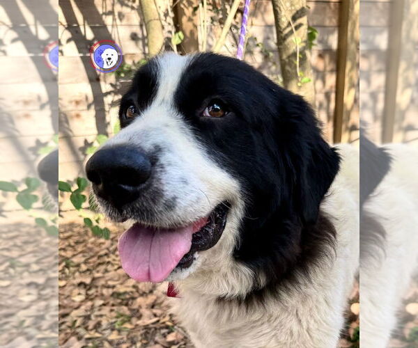 Medium Photo #5 Great Pyrenees Puppy For Sale in Spring, TX, USA