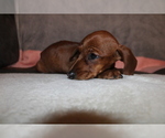 Small Photo #3 Dachshund Puppy For Sale in CHULA VISTA, CA, USA