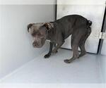 Small American Pit Bull Terrier Mix