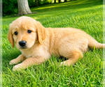 Small #4 Golden Retriever