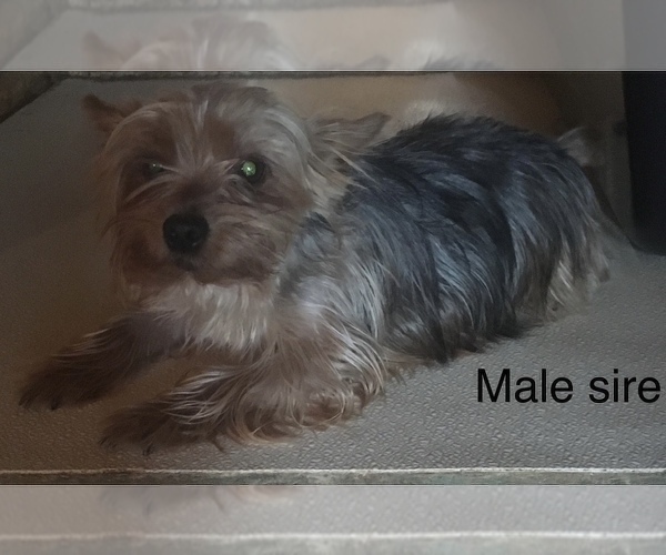 Medium Photo #1 Snorkie Puppy For Sale in HAMPTON, VA, USA