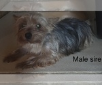 Small Photo #1 Snorkie Puppy For Sale in HAMPTON, VA, USA