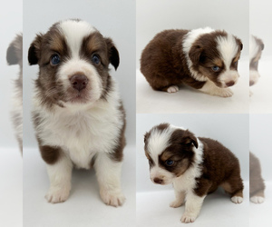 Australian Shepherd Puppy for sale in BROOKER, FL, USA