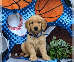 Golden Retriever Puppy for sale in CHRISTIANA, PA, USA