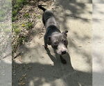 Small #11 American Staffordshire Terrier-Labrador Retriever Mix