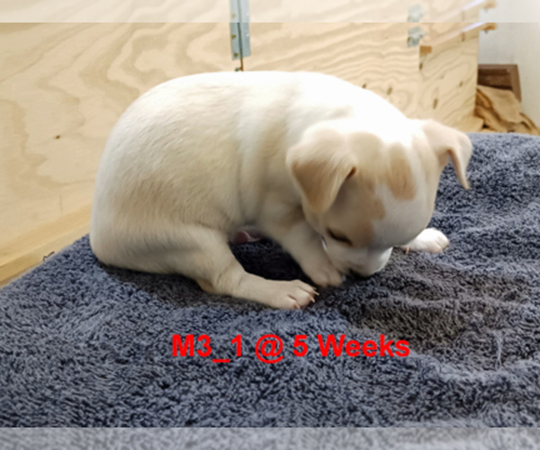 Medium Photo #2 Chihuahua Puppy For Sale in BELLE FOURCHE, SD, USA