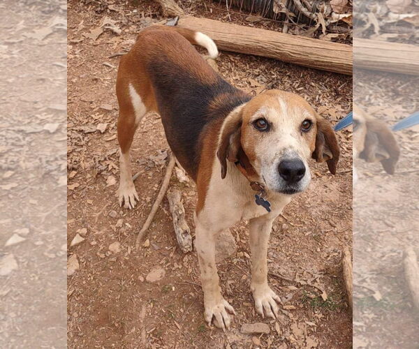 Medium Photo #3 Mutt Puppy For Sale in Rustburg, VA, USA