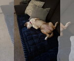 Small #2 Australian Shepherd Mix