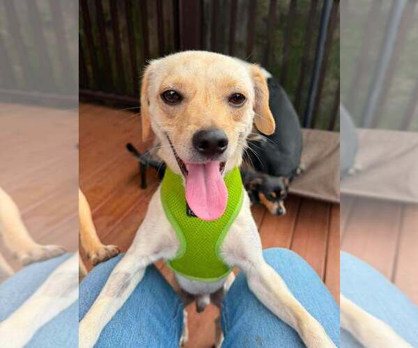 Medium Photo #8 Chihuahua-Unknown Mix Puppy For Sale in New York, NY, USA