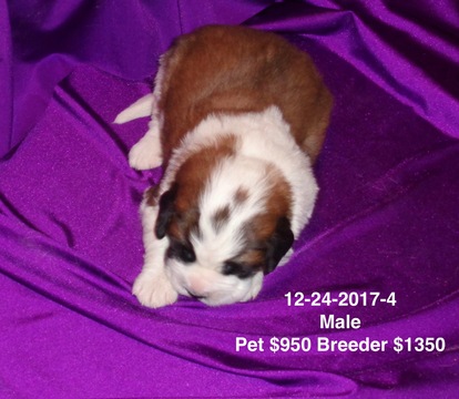 Medium Photo #1 Saint Bernard Puppy For Sale in IMPERIAL, MO, USA
