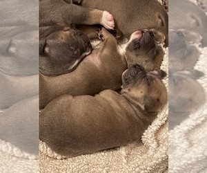 American Bully Puppy for sale in BARTLETT, TN, USA