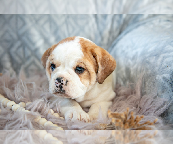 Medium Photo #4 Beabull Puppy For Sale in MILLERSBURG, OH, USA