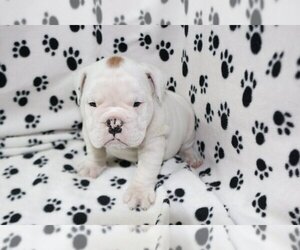 English Bulldog Puppy for sale in AUSTIN, TX, USA