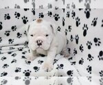 Small Photo #1 English Bulldog Puppy For Sale in AUSTIN, TX, USA