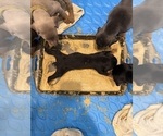 Small #19 Doberman Pinscher