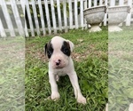 Small Photo #2 American Bulldog Puppy For Sale in WINTERVILLE, GA, USA