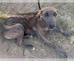 Small American Staffordshire Terrier Mix