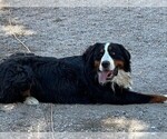 Small Photo #1 Bernedoodle Puppy For Sale in BLACK FOREST, CO, USA