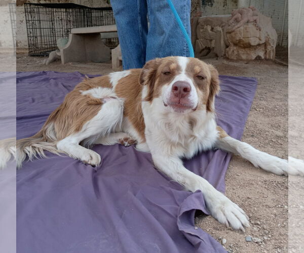 Medium Photo #3 Border-Aussie Puppy For Sale in Apple Valley, CA, USA
