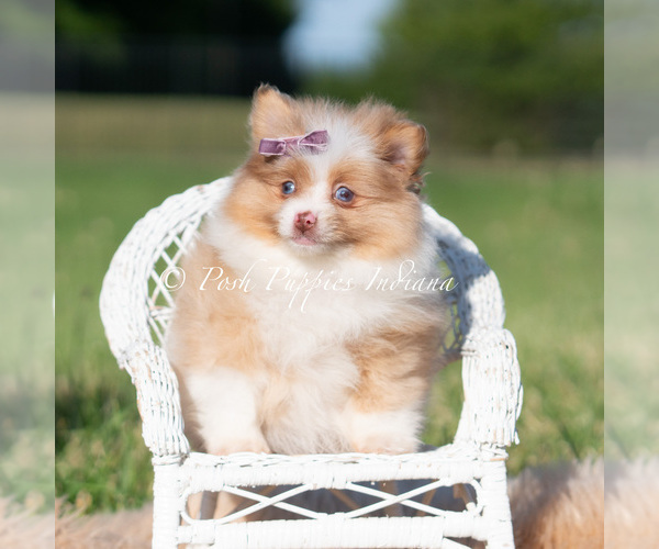Medium Photo #1 Pomeranian Puppy For Sale in WARSAW, IN, USA