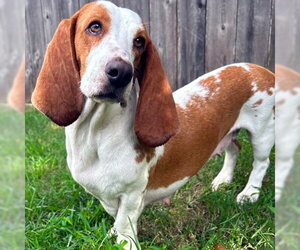 MIMI - ADOPTION PENDING! - Female Basset Hound Dog for Adoption - Photo #3