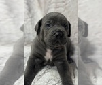 Small Photo #15 Cane Corso Puppy For Sale in BARBOURSVILLE, VA, USA