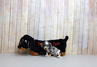 Dachshund Puppy for sale in PORTSMOUTH, OH, USA