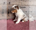 Small #3 Australian Shepherd