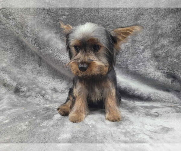 Medium Photo #5 Mutt Puppy For Sale in Lincolnwood, IL, USA