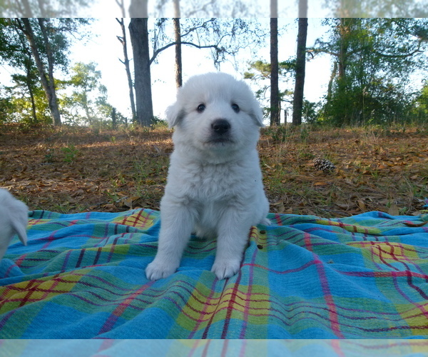 Full screen Photo #3 Akbash Dog Puppy For Sale in BROOKSVILLE, FL, USA